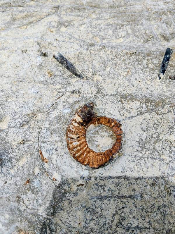 fossil